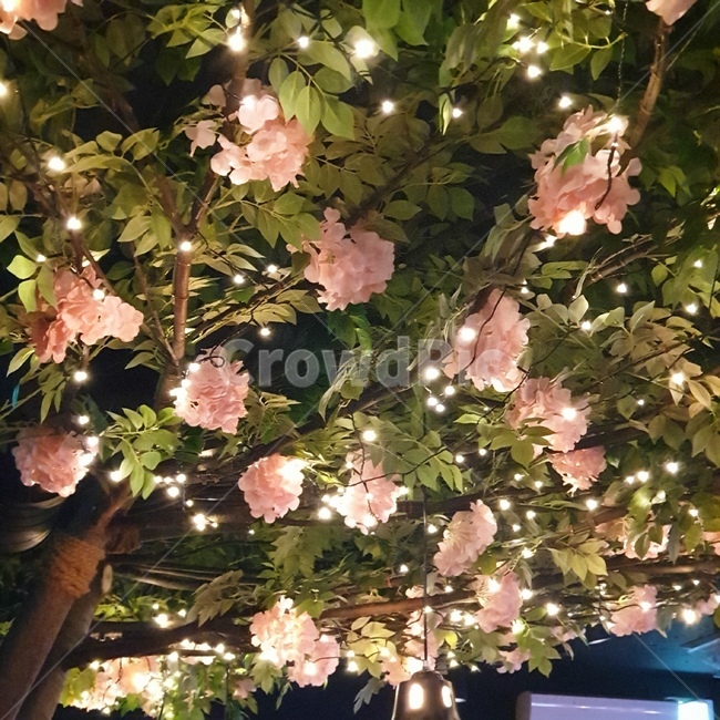 식물,plant,잎,leaf,감성,식물,자연,plants,nature,꽃,flower