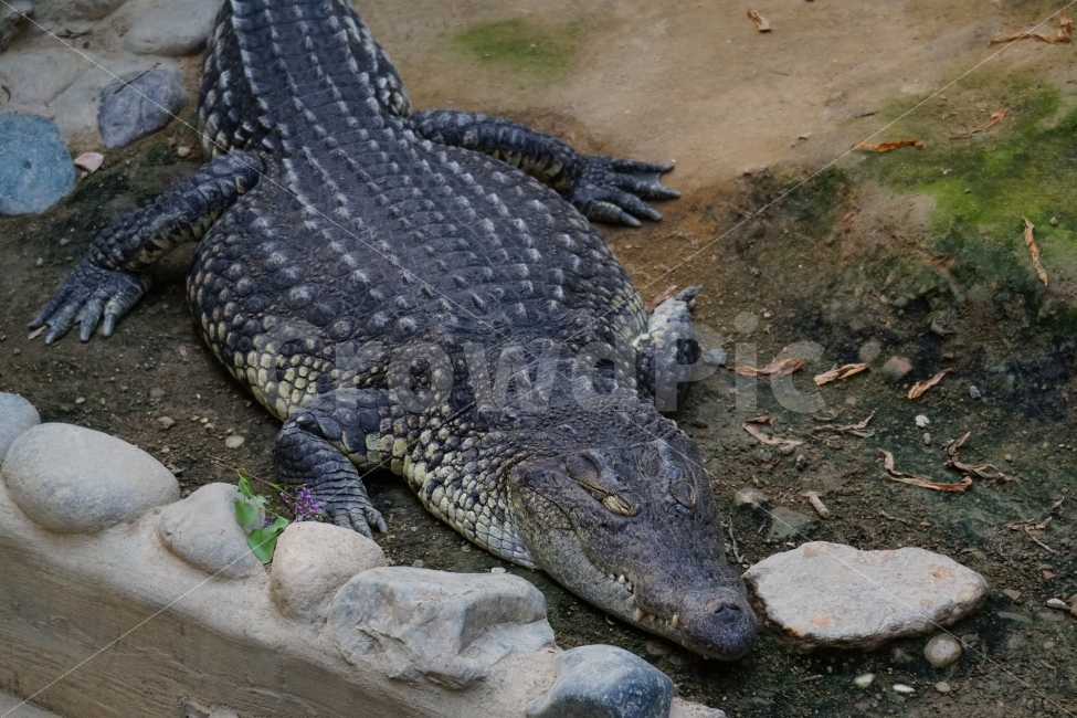 악어,파충류,동물,animal,crocodile,동물,animal,파충류,양서류,reptile,amphibian