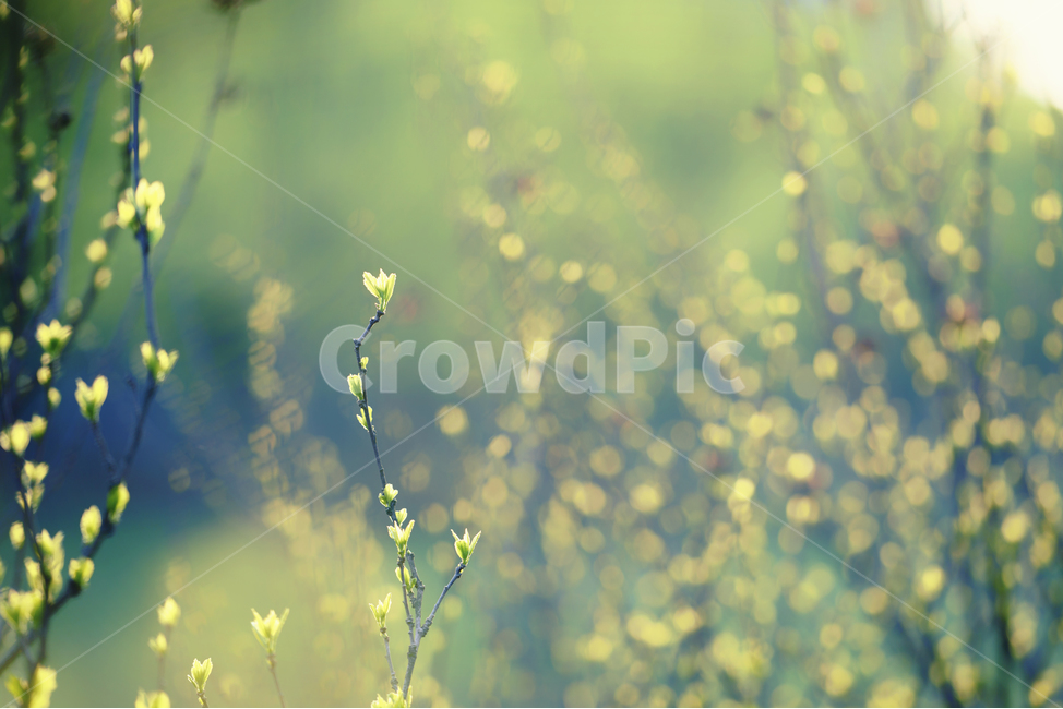 자연,풍경,봄,꽃,감성,햇살,봄,계절,spring,season,식물,자연,plants,nature,감성,sensible,feeling,휴식,힐링,rest,relaxation,healing