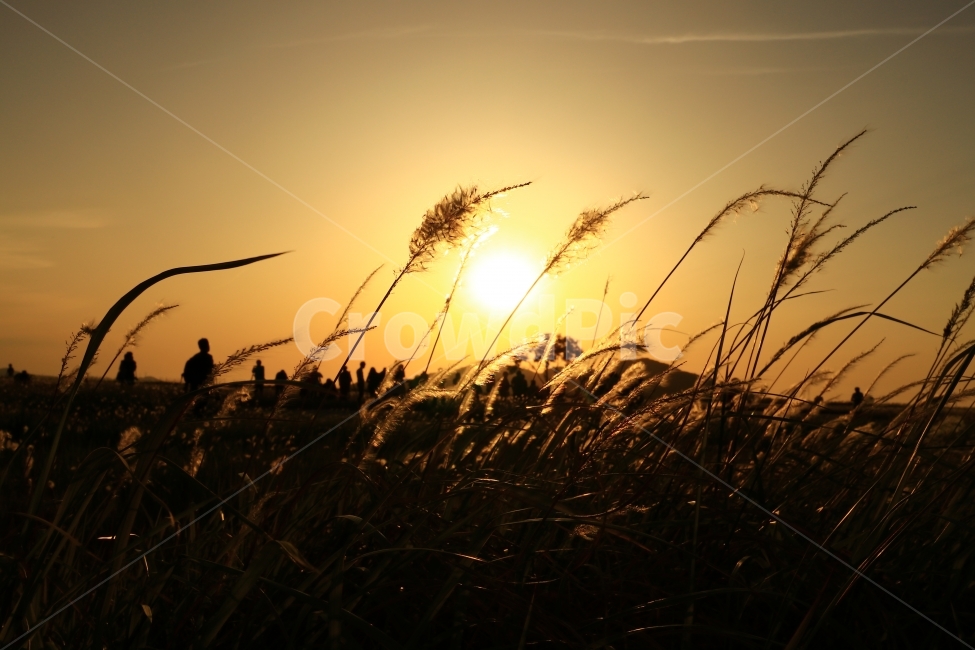 일몰,수섬,삘기꽃,삘기,화성,해넘이,노을,sunrise,역광,자연,풍경,nature,landscape,실루엣,그림자,silhouette,shadow,grass,잔디,plant,식물,lawn