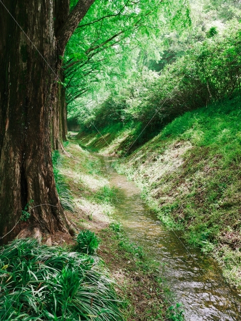 담양,메타세콰이어,나무,풍경,녹색,세로사진,식물,자연,plants,nature,나무,trees,wood,휴식,힐링,rest,relaxation,healing