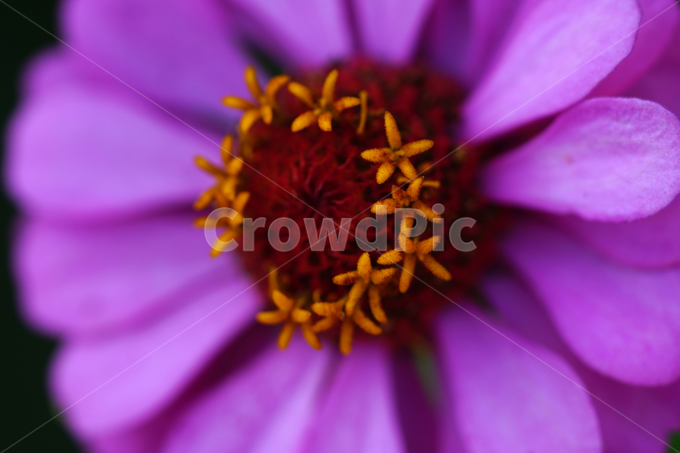 백일홍,꽃,플라워,자연,식물,가을꽃,가을,crapemyrtle,zinnia,flower,nature,plants,autumn,fall,10월,october,식물,자연,plants,nature,꽃,flower
