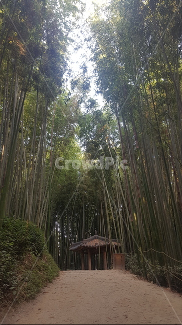 대나무,식물,plant,봄,가을,여름,죽
