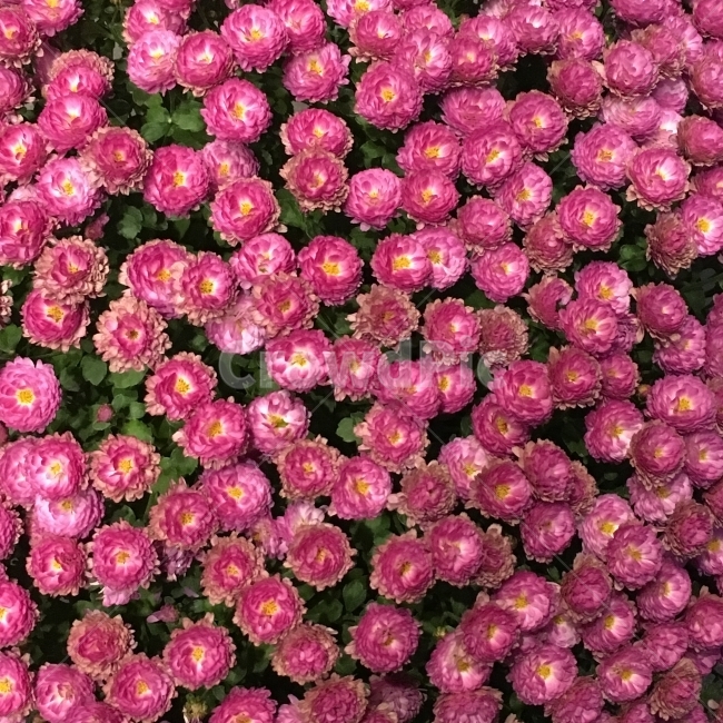 꽃,flower,pink,국화,꽃다발,식물,자연,plants,nature,꽃,flower