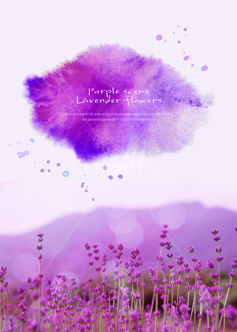 풍경,경치,여름,꽃,라벤더,보라,식물,자연,plants,nature,꽃,flower,그래픽,일러스트레이션,graphic,illustration
