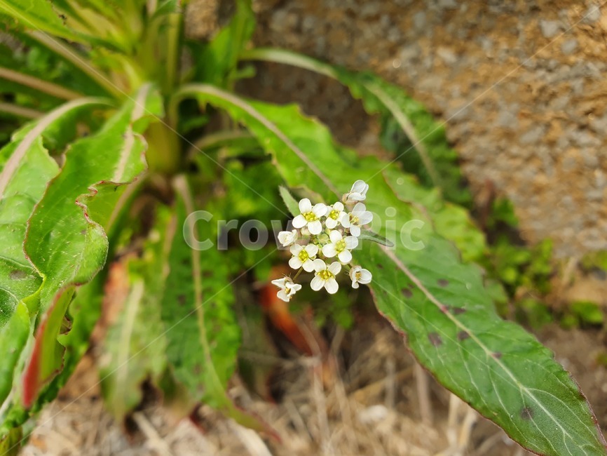 식물,풀,풀꽃,야생화,들꽃,봄꽃,꽃,냉이꽃,봄,식물,자연,plants,nature,꽃,flower