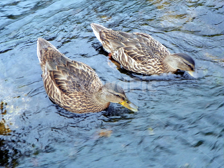 조류,오리,동물,청둥오리,깃털,duck,한쌍,불광천