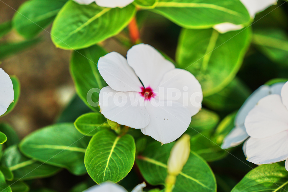 꽃,여름,식물,자연,나들이,식물,자연,plants,nature,꽃,flower