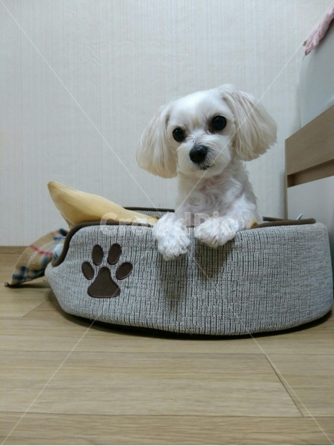 강아지,말티즈,몰티즈,하얀강아지,개