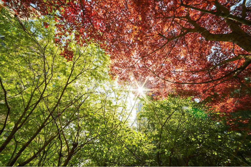 단풍,초록,나무,상쾌,봄,여름,릴렉스,햇빛,빛갈라짐,대비,자연,풍경,nature,landscape,휴식,힐링,rest,relaxation,healing,plant,식물,leaf,잎,sunlight,flare,플레어,light,빛,tree