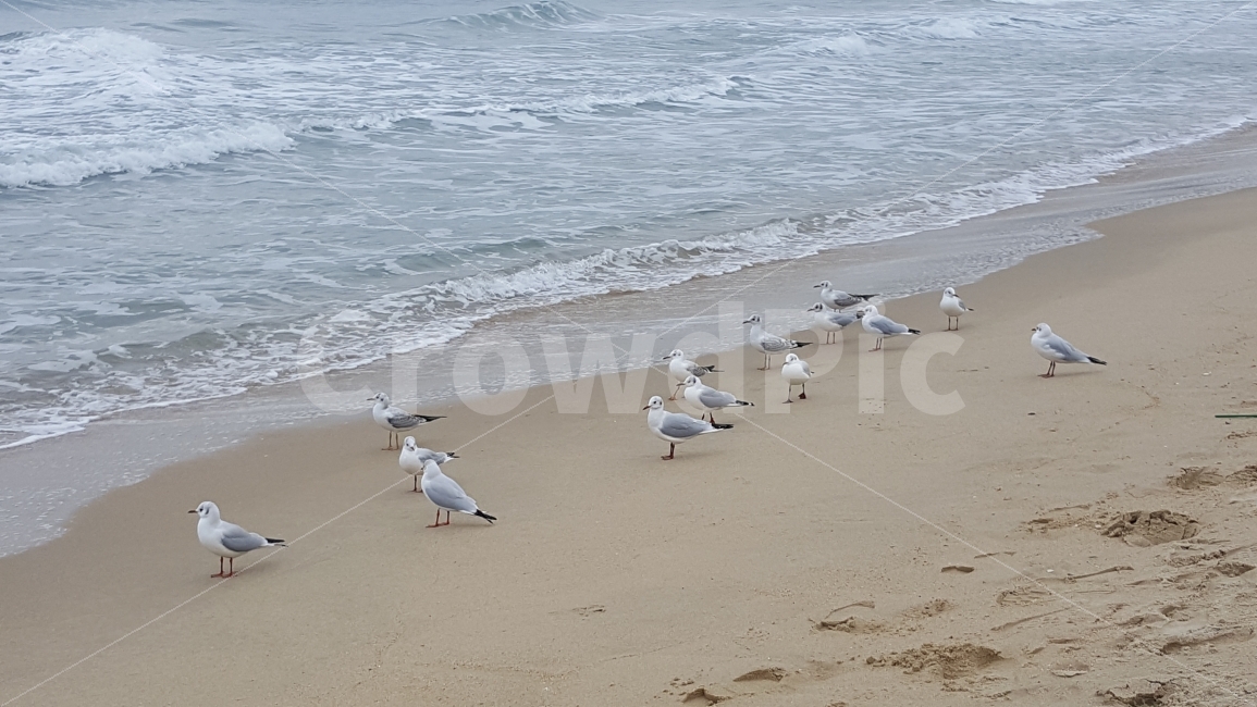 바다,해운대,갈매기,바다풍경,파도,해변,국내풍경,풍경,새,해변,바다,beach,sea,동물,animal,조류,새,birds