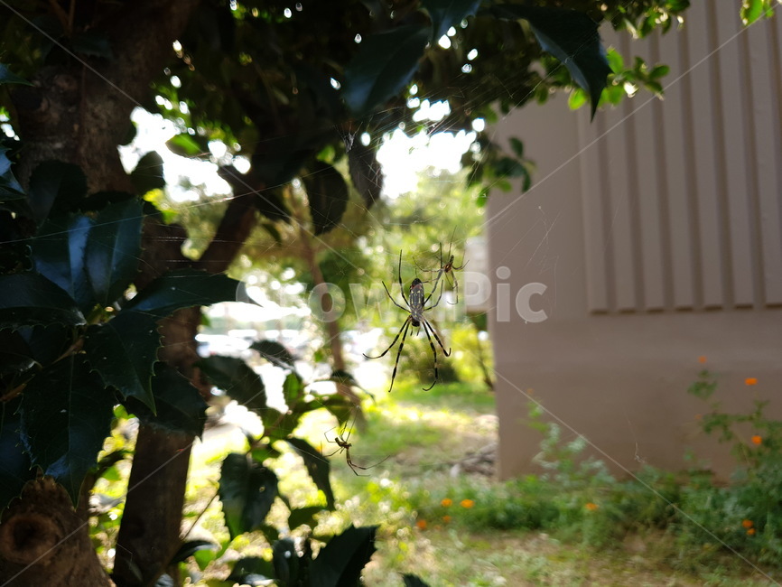거미,거미줄,spider,나무,tree,식물,plant,동물,곤충,벌레,insect,bug