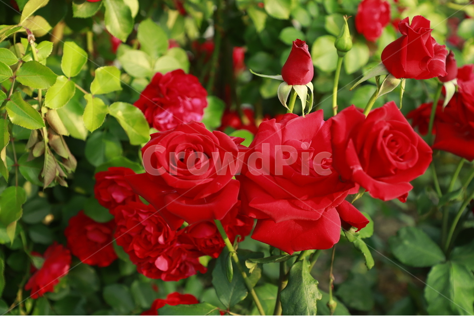 plant,꽃,햇빛,빛,light,flower,오후,햇살이비치는,자연,야외,풀밭,rose,장미,식물,blossom,정원,식물,자연,plants,nature,꽃,flower