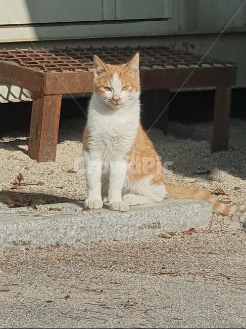 동물,고양이,cat,pet,animal,동물,animal,포유류,mammal,고양이,cat,kitten,kitty