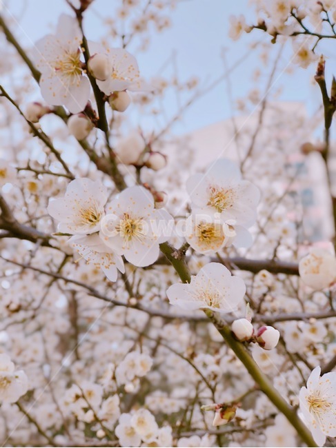 벚꽃,cherryblossom,꽃,flower,자연,꽃송이,벚나무,봄,계절,spring,season,plant,식물,blossom