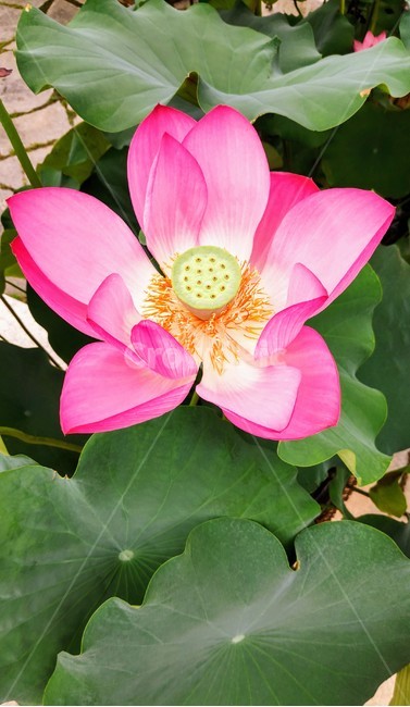 plant,식물,꽃,연꽃,flower