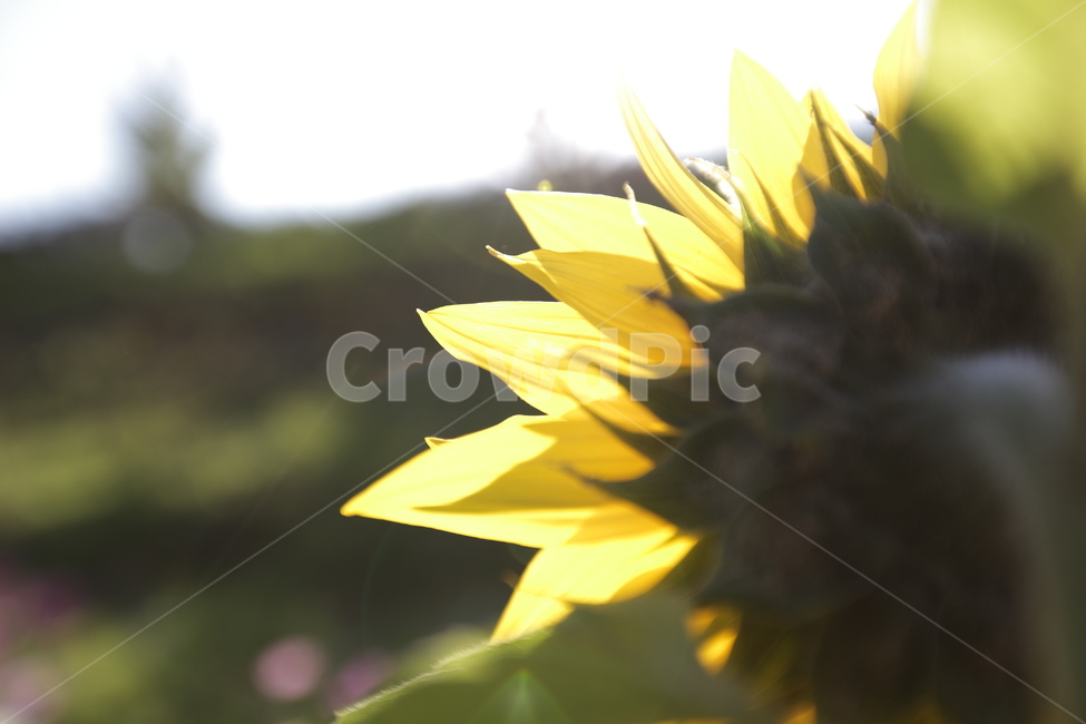 해바라기,꽃,자연,식물,여름,sunflower,flower,nature,summer,감성,감성사진,이미지,image,식물,자연,plants,nature,꽃,flower