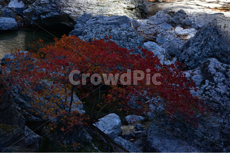 주황산,경북청송,주황산단풍,국립공원,청송,단풍,가을단풍,가을,계절,fall,autumn,season,plant,식물,leaf,잎