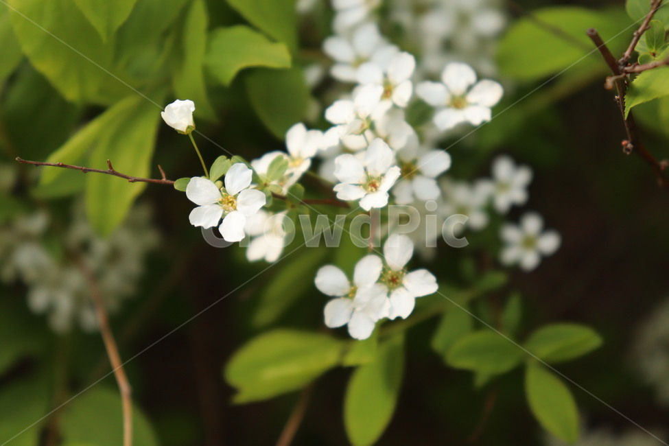 꽃,흰꽃,봄,맑은,계절,flower,spring,white,warm,산뜻한,예쁜,봄꽃