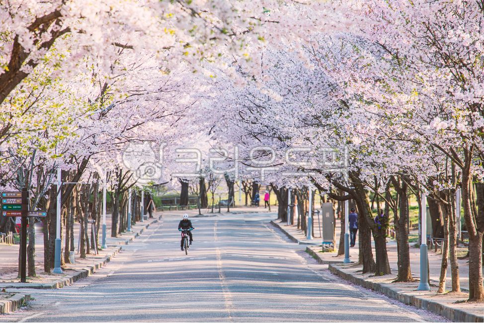 sidewalk,cyclist,Cherry Blossom,bicycle,morning sunlight,nature,tree,morning,flower,spring,spring flowers,cherry blossom tree,path,cherry blossom road,road,person,road name,fresh
