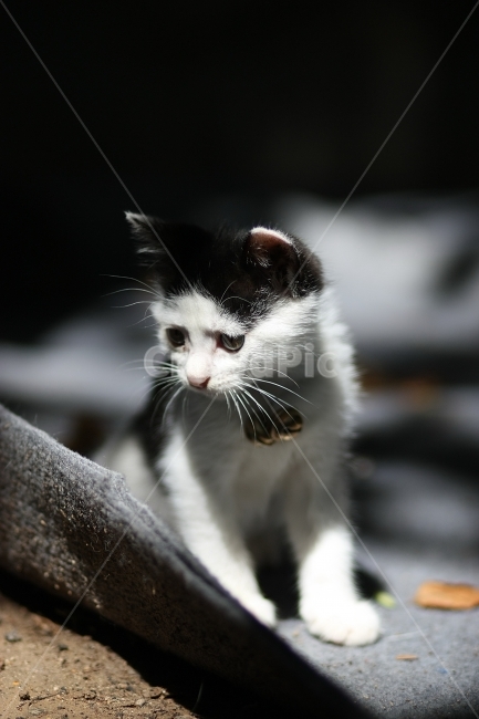 동물,animal,자연,nature,동물원,포유류,고양이,동물,animal,포유류,mammal,고양이,cat,kitten,kitty