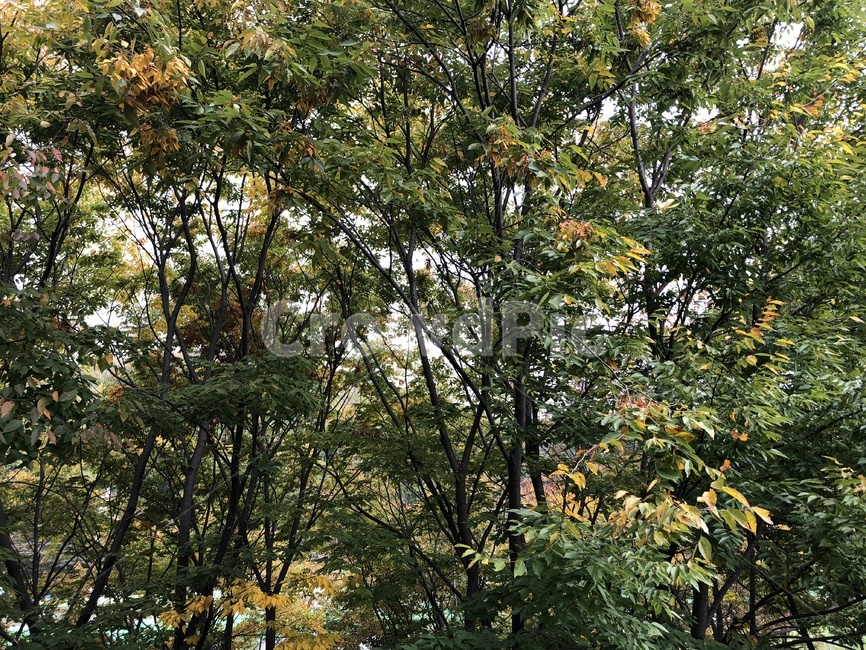 낙엽,가을,단풍,식물,자연,가을,계절,fall,autumn,season,tree,나무,plant,tree trunk,나무 줄기