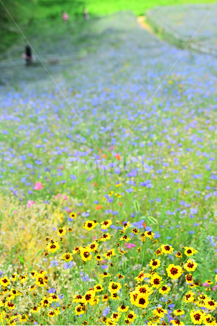 꽃밭,꽃길,전원풍경,시즌,계절,season,flowers,수레국화,금계국,배경,바탕,백그라운드,flowergarden,가느,정원,6월,목가적,풍경,landscape,들꽃,꽃누리,background,힐링,healing