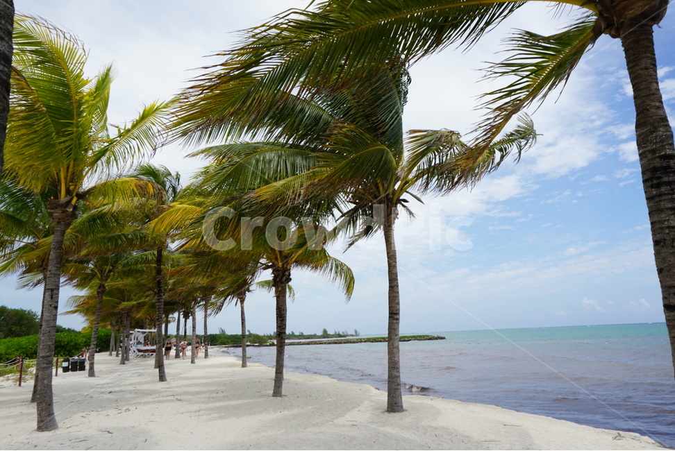 palm tree,Beach,ocean,Mexico Cancun,cancun,Mexico