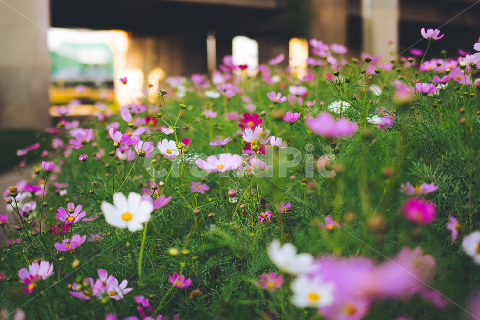 코스모스,가을꽃,코스모스꽃밭,꽃밭,가을,가을풍경,fall,autumn,cosmos,flower,분홍코스모스,안양천,강변,자연,nature,landscape,가을,계절,fall,autumn,season,식물,자연,plants,nature,꽃,flower,grassland,목초지,field,들,outdoors,옥외