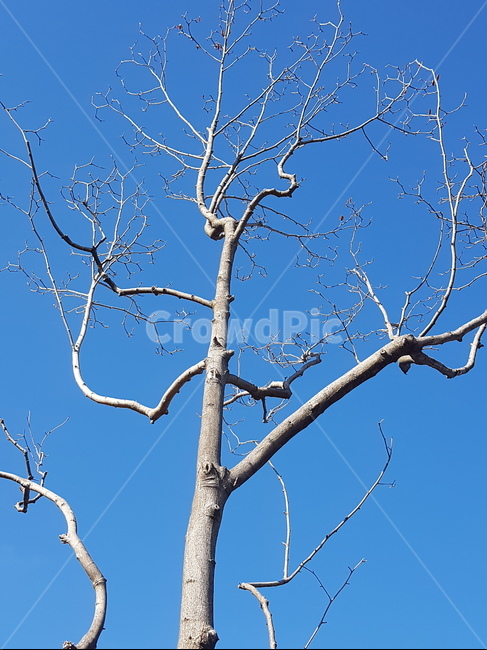 나무가지,빛,하늘과나무가지,당당한,하늘과나무,파랑,회색,식물,자연,plants,nature,나무,trees,wood