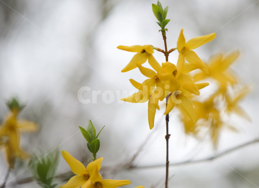 plant,식물,blossom,flower,꽃,개나리