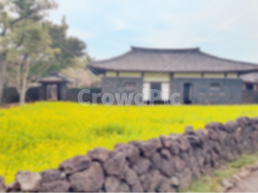 봄,유채,꽃,돌담,제주도,제주,풍경,노란,노랑,노란꽃,spring,flower,jeju,jejuisland,stone,wall,yellow,house,집,하늘,sky,봄,계절,spring,season,제주도,jeju,jeju island,한국전통,한국문화,korean traditional,korean culture