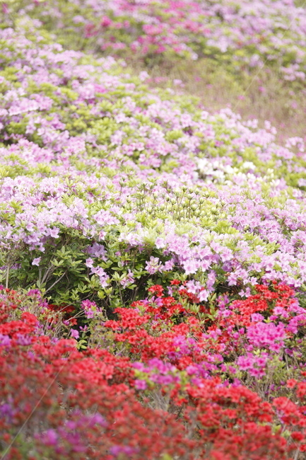 봄날,spring,flower,꽃,축제,화려한,화단,아름다운,우아한,정원,garden,공원,꽃축제,자연,철죽