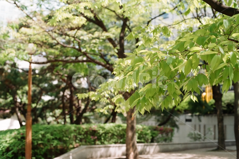 나무,식물,여름,연두색,green,식물,자연,plants,nature