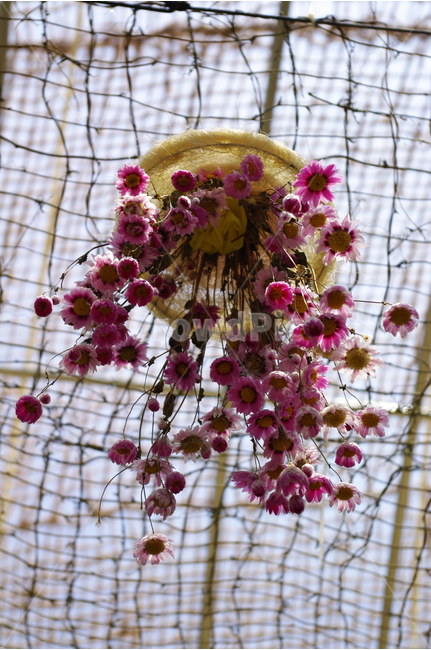 꽃,식물,flower,color,포푸리,향,꽃향,꽃,flower,실내용화초,화분,화초,house plant