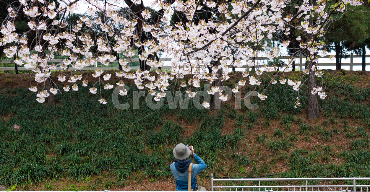 벚꽃,사람,인물,꽃내림,벚꽃길,남자,인물사진,봄,계절,spring,season,식물,자연,plants,nature,꽃,flower,사람,인물,인간,human,person,남성,남자,man,male,사진작가,포토그래퍼,photographer,plant