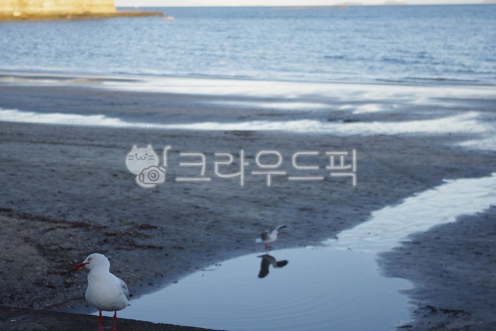 뉴질랜드,바다,풍경,자연,파도,대양,물,sea,shoreline,ocean,nature,해안선,water,옥외,새,갈매기,animal