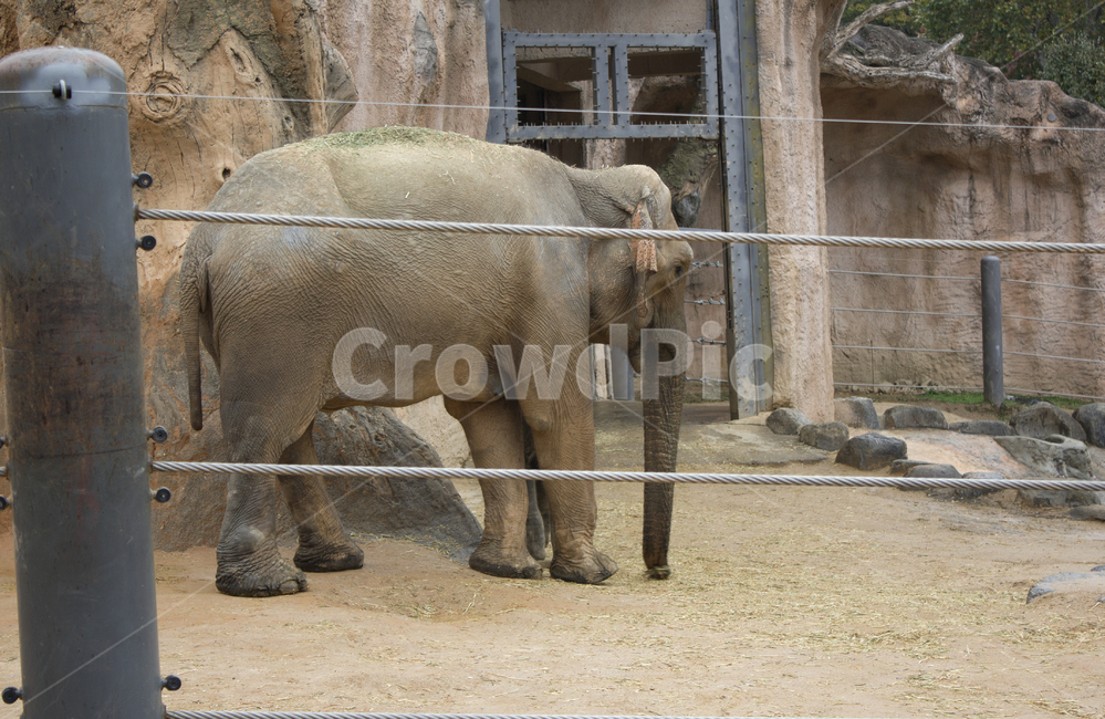 어린이대공원,서울,기둥,울타리,절벽,암벽,바위,동물원,사육,wildlife,야생생물,mammal,animal,elephant,자연,코끼리,포유류,동물,야생동물