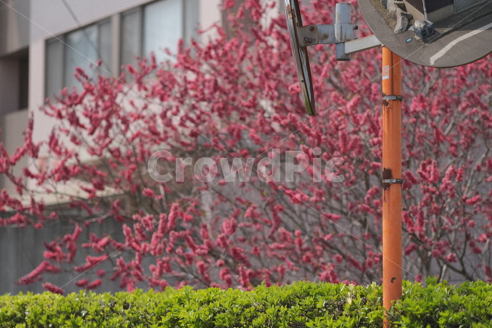 봄꽃,식물,꽃,flower,plant,봄,계절,spring,season,tree,나무