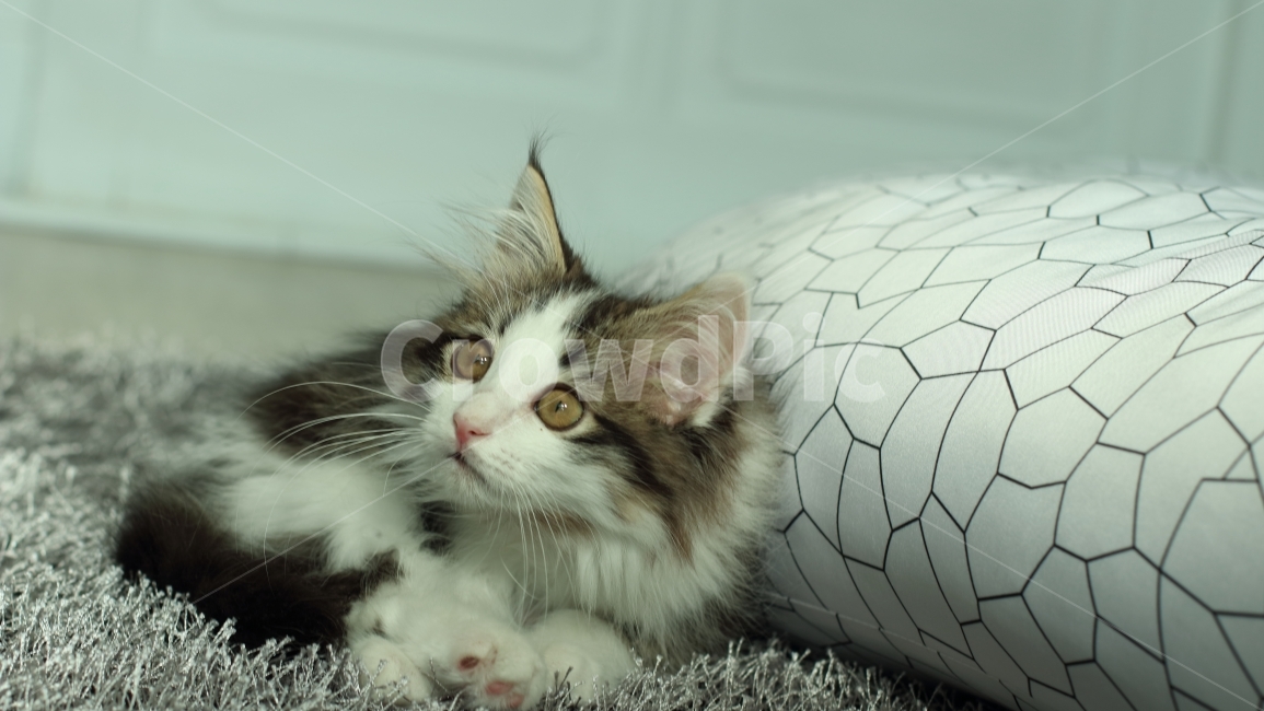 고양이,동물,아기고양이,노르웨이숲,냥이,애완동물,노르웨이숲고양이,동물,animal,포유류,mammal,고양이,cat,kitten,kitty