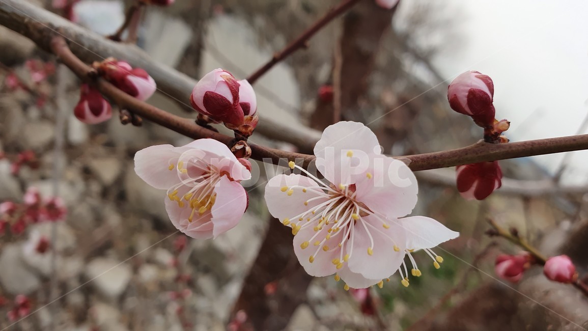 매화꽃,매화,꽃,봄,봄꽃,분홍색,꽃망울,flower,spring,anumeflower,springflower,꽃말,따뜻함,감성,설렘,꽃술,봄,계절,spring,season,plant,식물