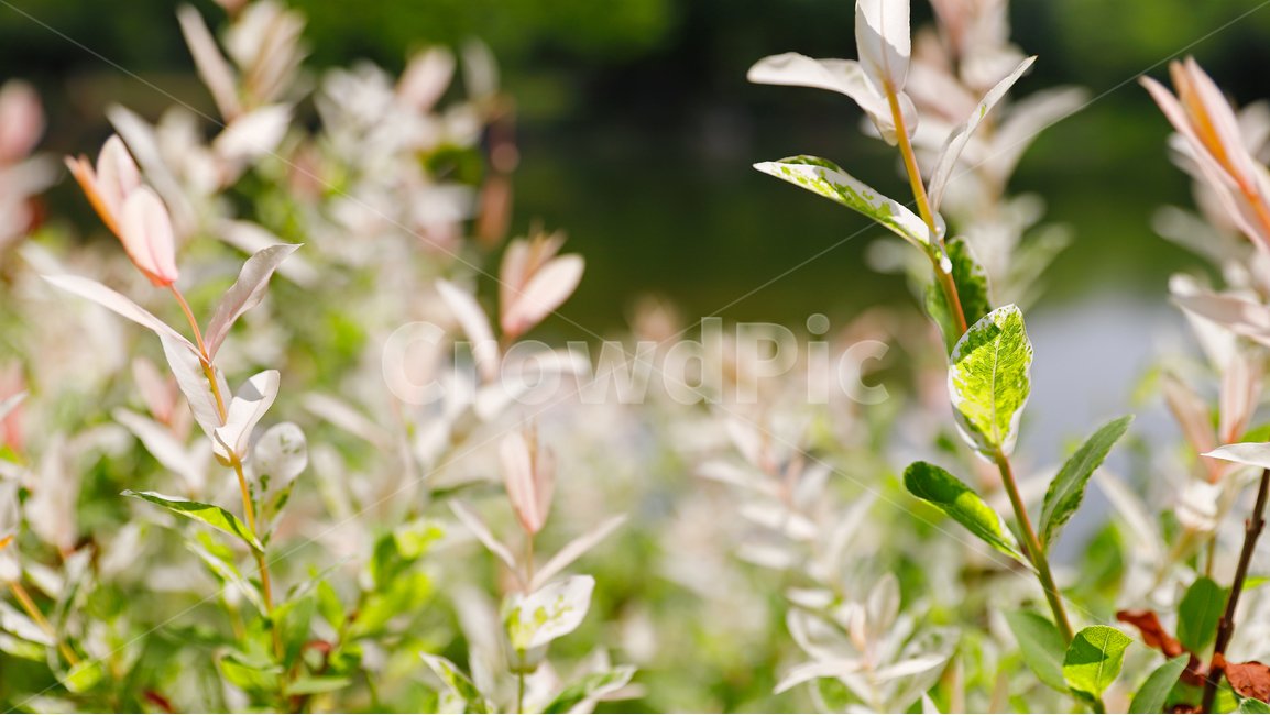 plant,식물,하얀색,잎,나뭇잎,초록색,공원,식물,자연,plants,nature