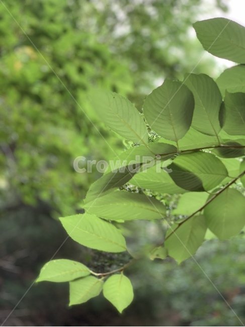leaf,잎,plant,식물,자연,nature,tree,나무