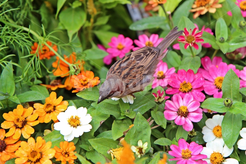 참새,꽃,sparrow,flower,플라워,동물,animal,조류,새,birds