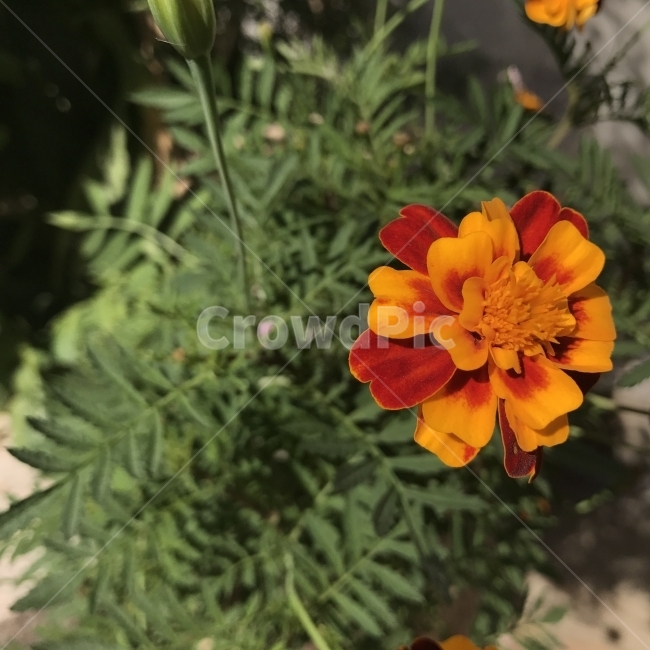 프렌치메리골드,공작초,매리골드,프렌치매리골드,Marigold,국화과,한해살이풀,TagetespatulL,농약재료,천연염료,약용,식용,약재,허브차,염료,꽃,식물,Flower,식물,자연,plants,nature,꽃,flower