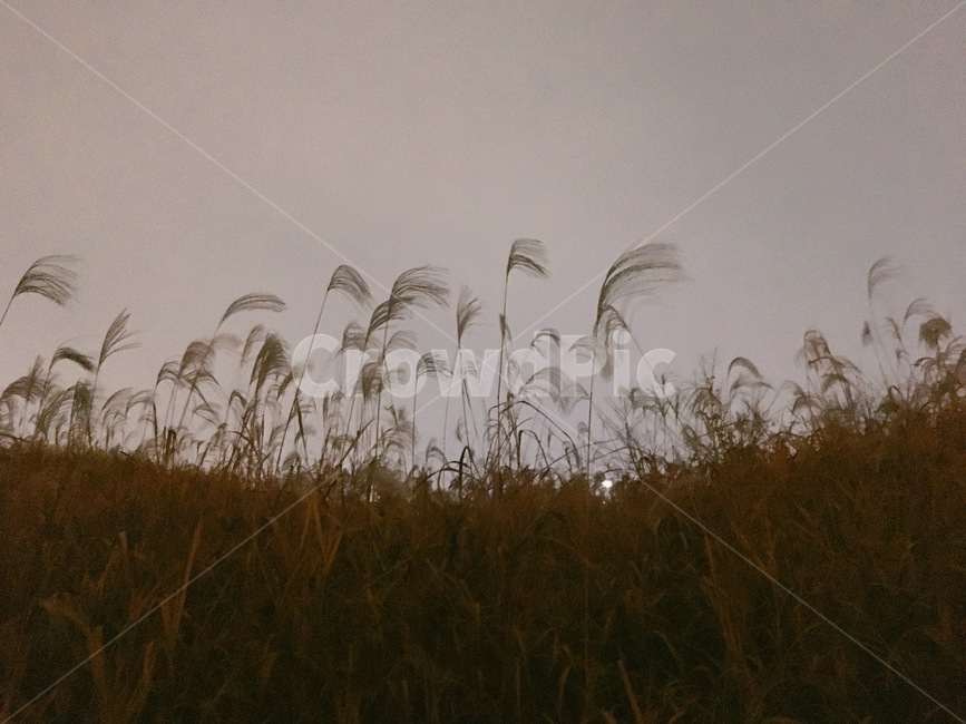 갈대,공원,쓸쓸한,가을,외로운,가을,계절,fall,autumn,season,자연,풍경,nature,landscape,grass,잔디,plant,식물,lawn