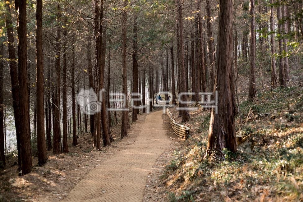 forest,Cypress Forest,nature,woodland,tree shade,encampment,tree,vegetation,Recreational forest,cypress tree,path,trail,healing,mountain,grove,road,dense forest