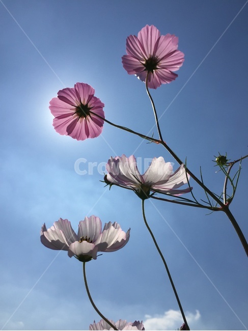 꽃,코스모스,햇살,가을,가을꽃,가을,계절,fall,autumn,season,식물,자연,plants,nature,꽃,flower,blossom,geranium,제라늄,plant