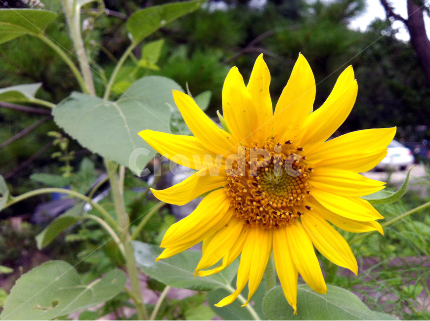 꽃,나무,꽃나무,leaf,flower,정원,garden,yellow,해바라기,식물,자연,plants,nature,꽃,flower