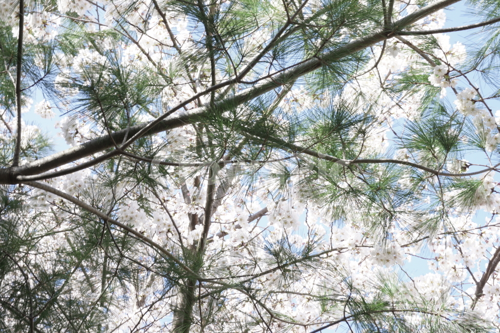 wait,pink,warmth,Spring news,in full bloom,expectation,pink flower,cherryblossoms,flower,spring,spring flowers,season,Emotion,spring season,cherry blossom